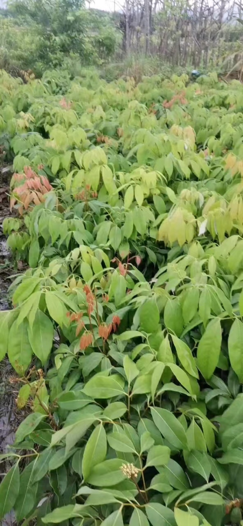 灵山荔枝苗，正品桂花香早熟品种，产量高庭院可种植