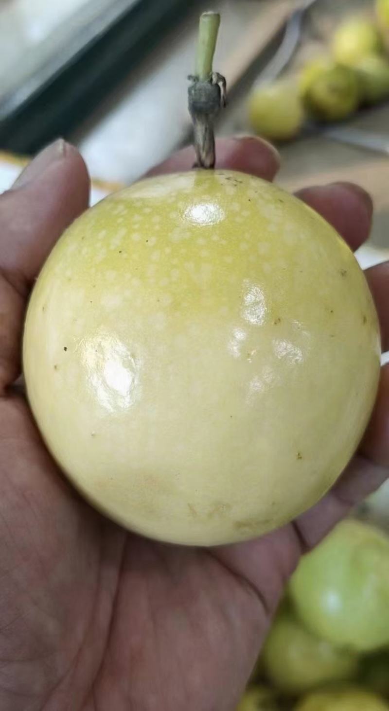 优质黄金百香果苗，钦蜜九号嫁接苗拖病毒苗，种植成活率高
