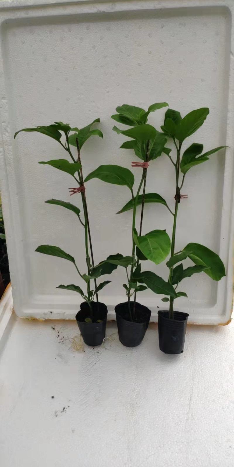 优质黄金百香果苗，钦蜜九号嫁接苗拖病毒苗，种植成活率高