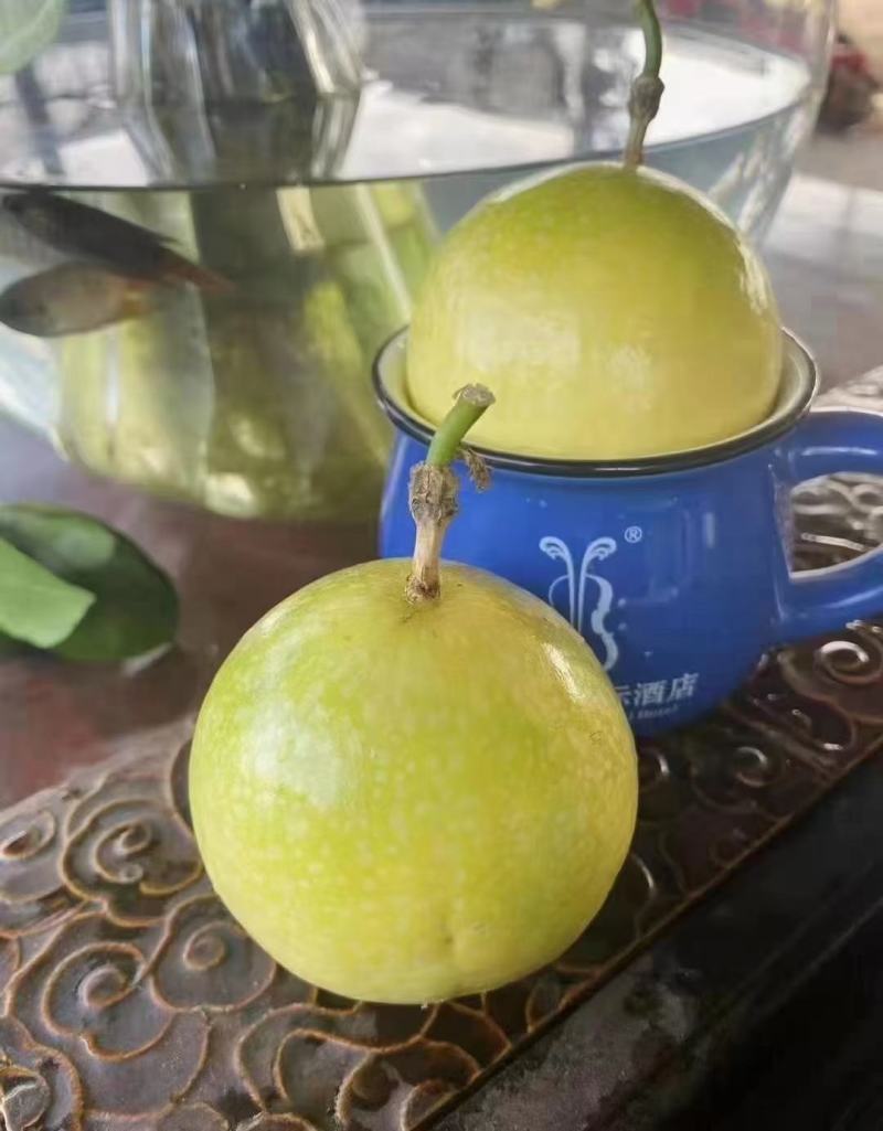 优质黄金百香果苗，钦蜜九号嫁接苗拖病毒苗，种植成活率高