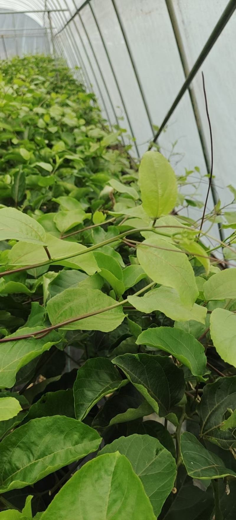 优质黄金百香果苗，钦蜜九号嫁接苗拖病毒苗，种植成活率高