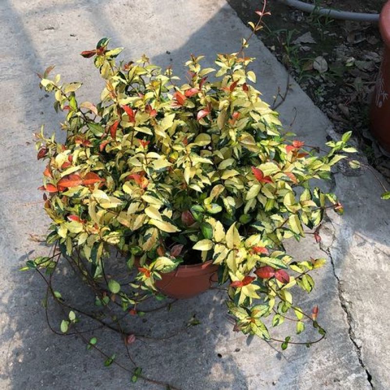 黄金络石植物彩叶络石藤蔓植物垂吊露天阳台庭院爬藤花叶络石
