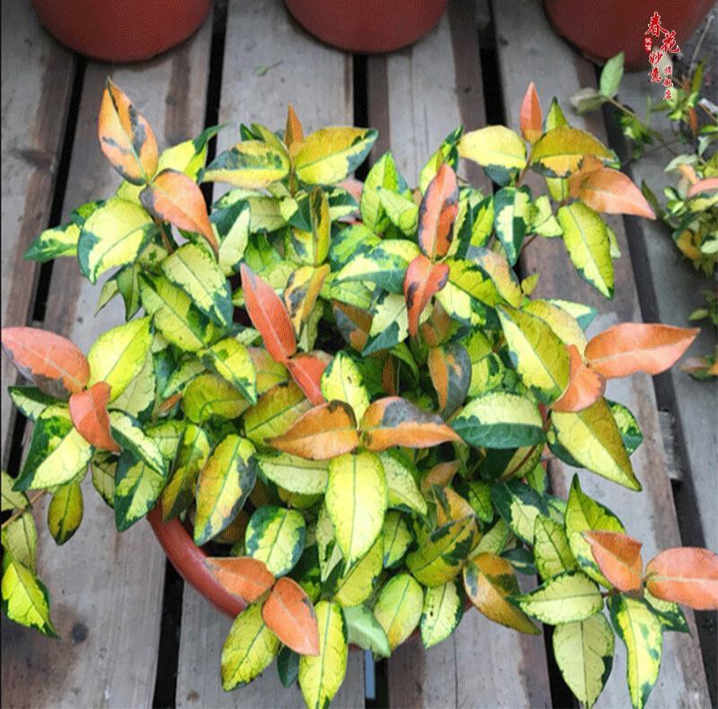 黄金络石植物彩叶络石藤蔓植物垂吊露天阳台庭院爬藤花叶络石