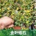 黄金络石植物彩叶络石藤蔓植物垂吊露天阳台庭院爬藤花叶络石