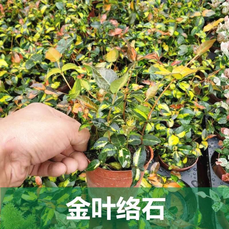 黄金络石植物彩叶络石藤蔓植物垂吊露天阳台庭院爬藤花叶络石