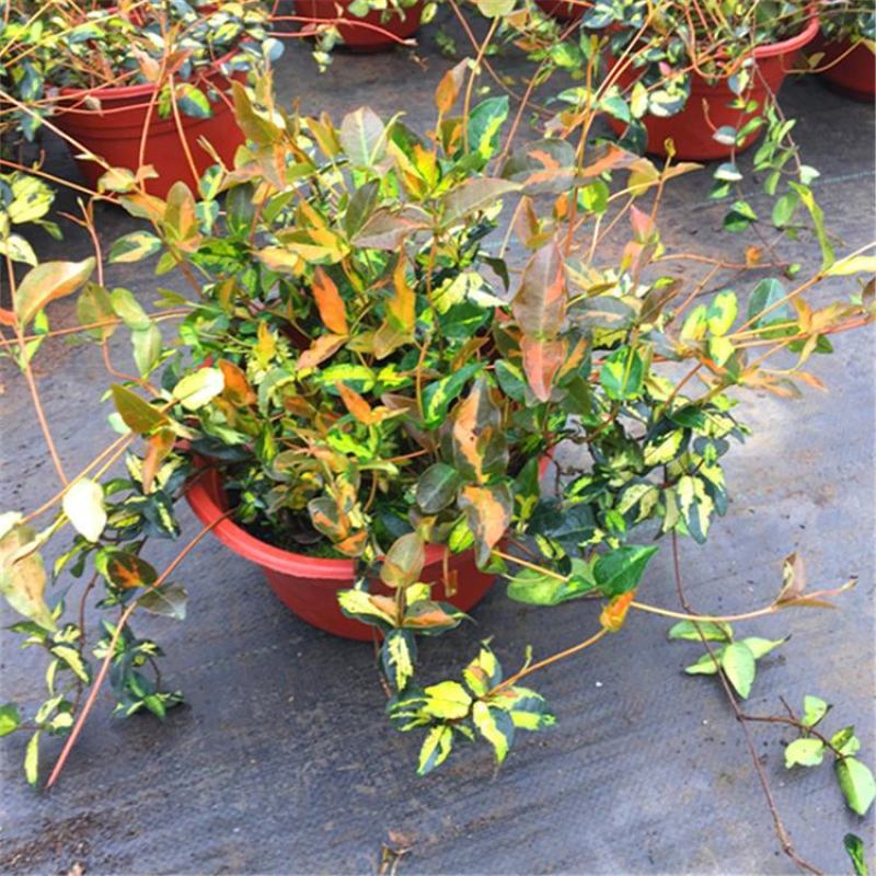 黄金络石植物彩叶络石藤蔓植物垂吊露天阳台庭院爬藤花叶络石