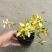 黄金络石植物彩叶络石藤蔓植物垂吊露天阳台庭院爬藤花叶络石