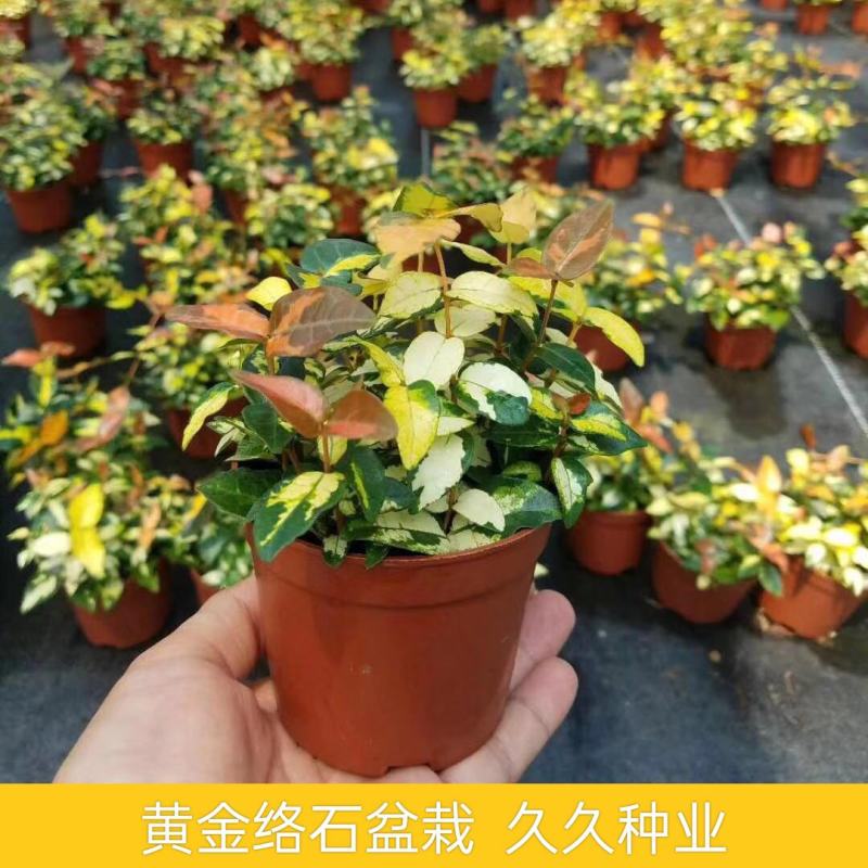 黄金络石植物彩叶络石藤蔓植物垂吊露天阳台庭院爬藤花叶络石