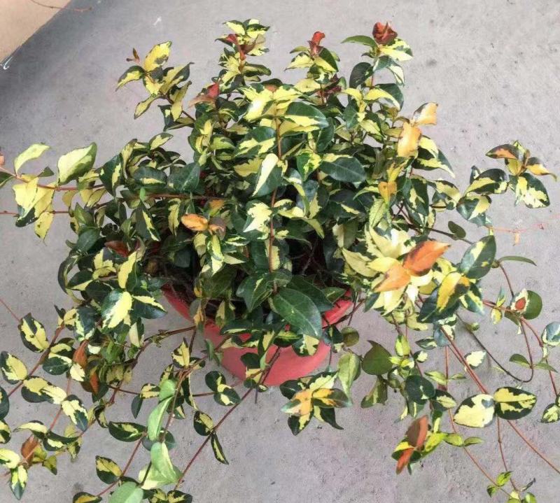黄金络石植物彩叶络石藤蔓植物垂吊露天阳台庭院爬藤花叶络石