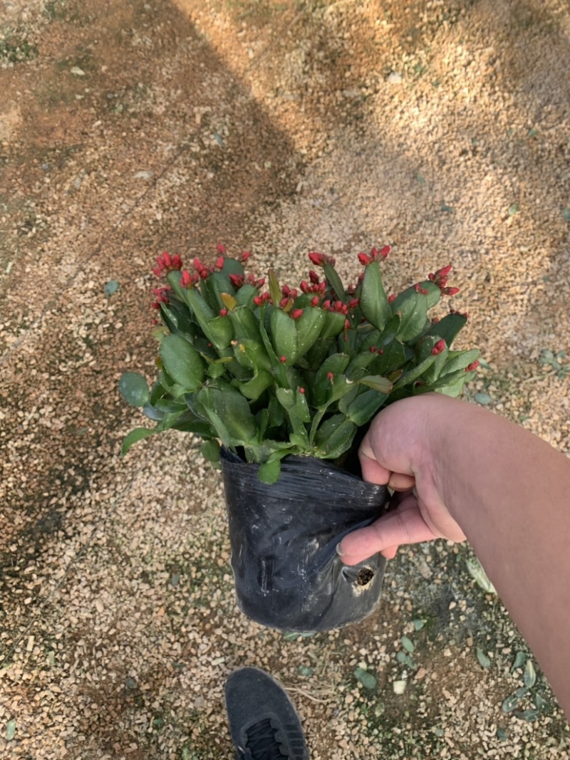 蟹爪兰，三月红，仙指兰，福建龙岩永福基地批发