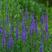 蓝花鼠尾草种子粉红花鼠尾草色块景观花海庭院草花多年生花卉
