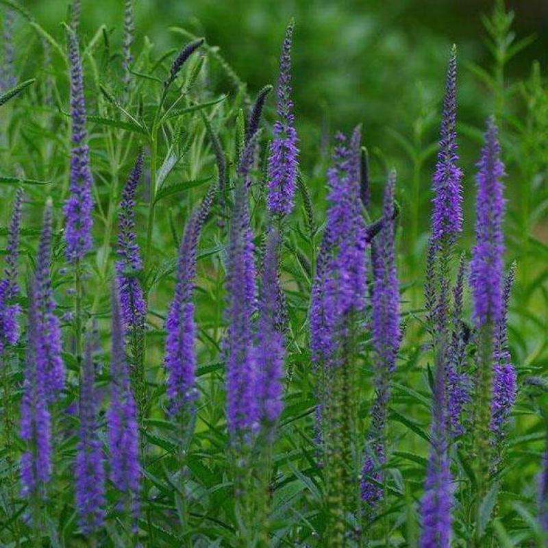 蓝花鼠尾草种子粉红花鼠尾草色块景观花海庭院草花多年生花卉