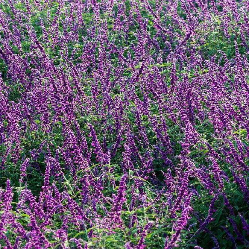 蓝花鼠尾草种子粉红花鼠尾草色块景观花海庭院草花多年生花卉