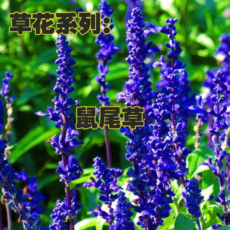 蓝花鼠尾草种子粉红花鼠尾草色块景观花海庭院草花多年生花卉