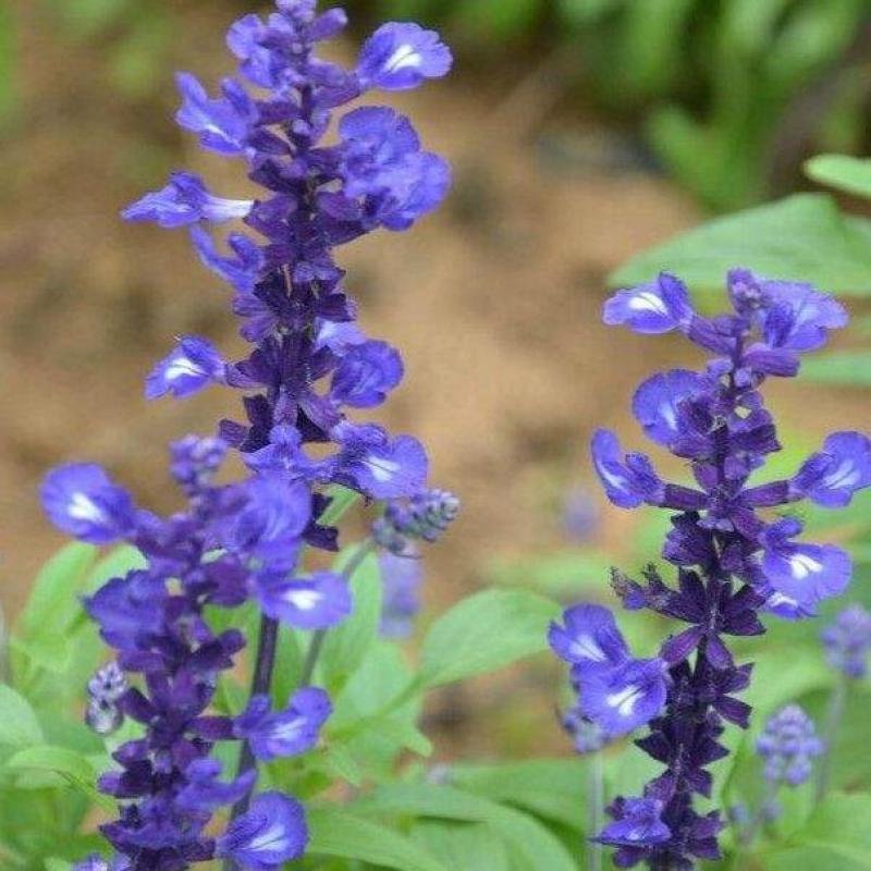 蓝花鼠尾草种子粉红花鼠尾草色块景观花海庭院草花多年生花卉