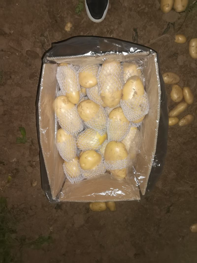 滕州土豆大量上市，支持各种包装，支持各种规格
