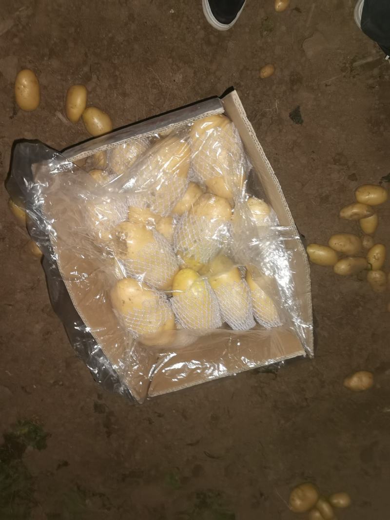 滕州土豆大量上市，支持各种包装，支持各种规格