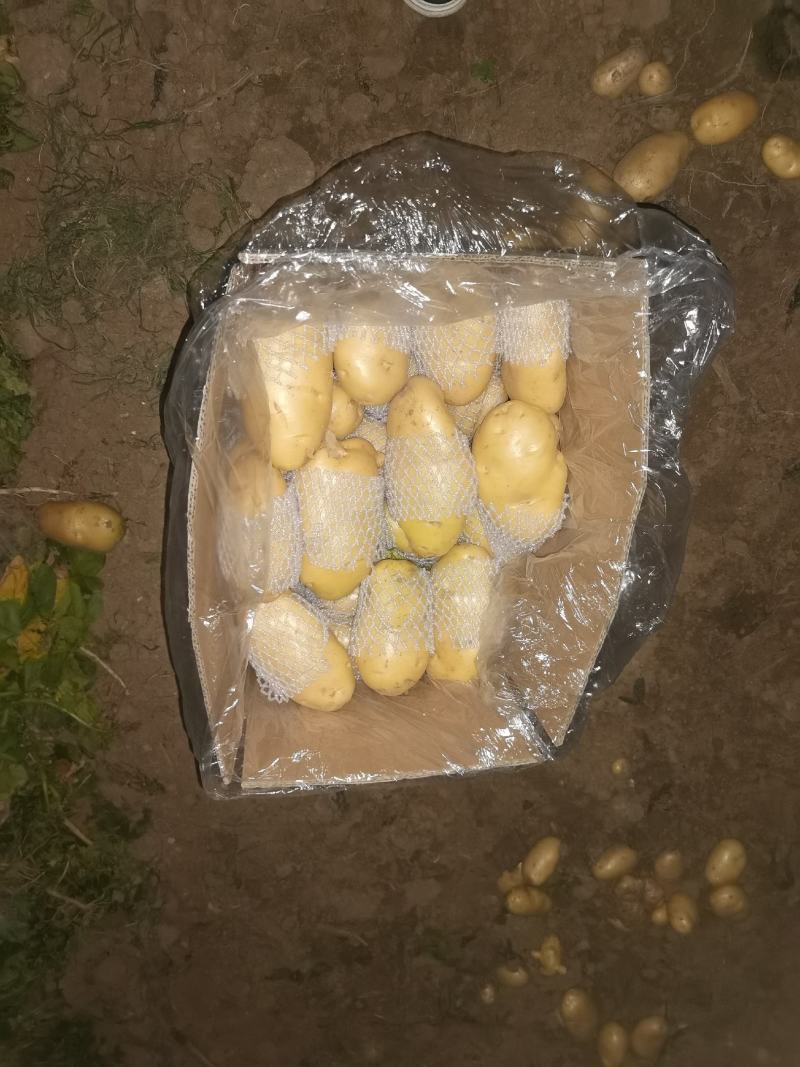 滕州土豆大量上市，支持各种包装，支持各种规格