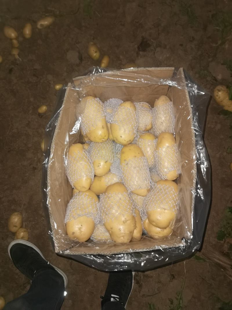 滕州土豆大量上市，支持各种包装，支持各种规格