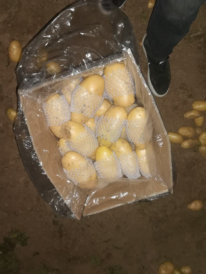 滕州土豆大量上市，支持各种包装，支持各种规格