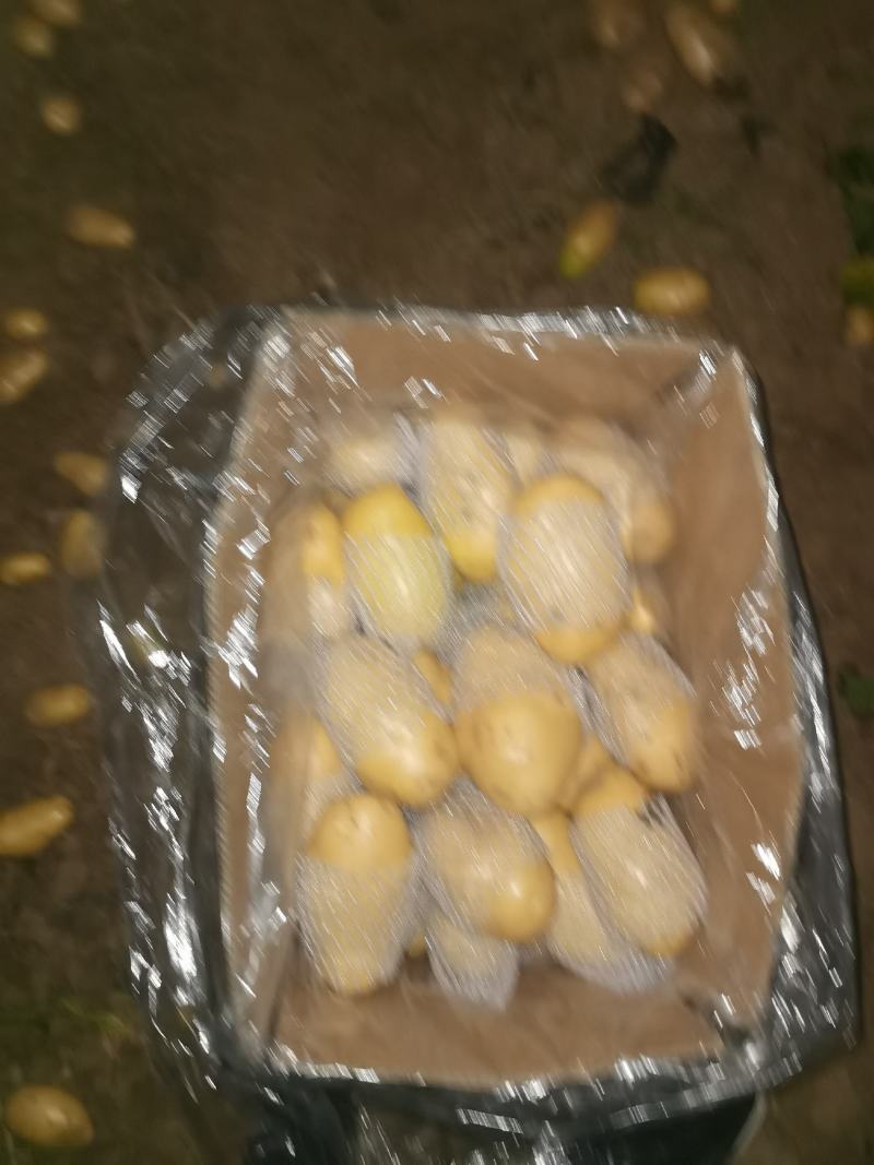 滕州土豆大量上市，支持各种包装，支持各种规格