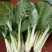 精品黑叶白上海青小油菜快菜小青菜基地直供