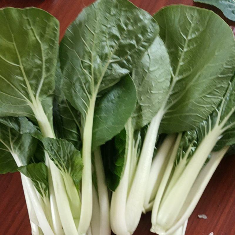 精品黑叶白上海青小油菜快菜小青菜基地直供