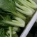 精品黑叶白上海青小油菜快菜小青菜基地直供