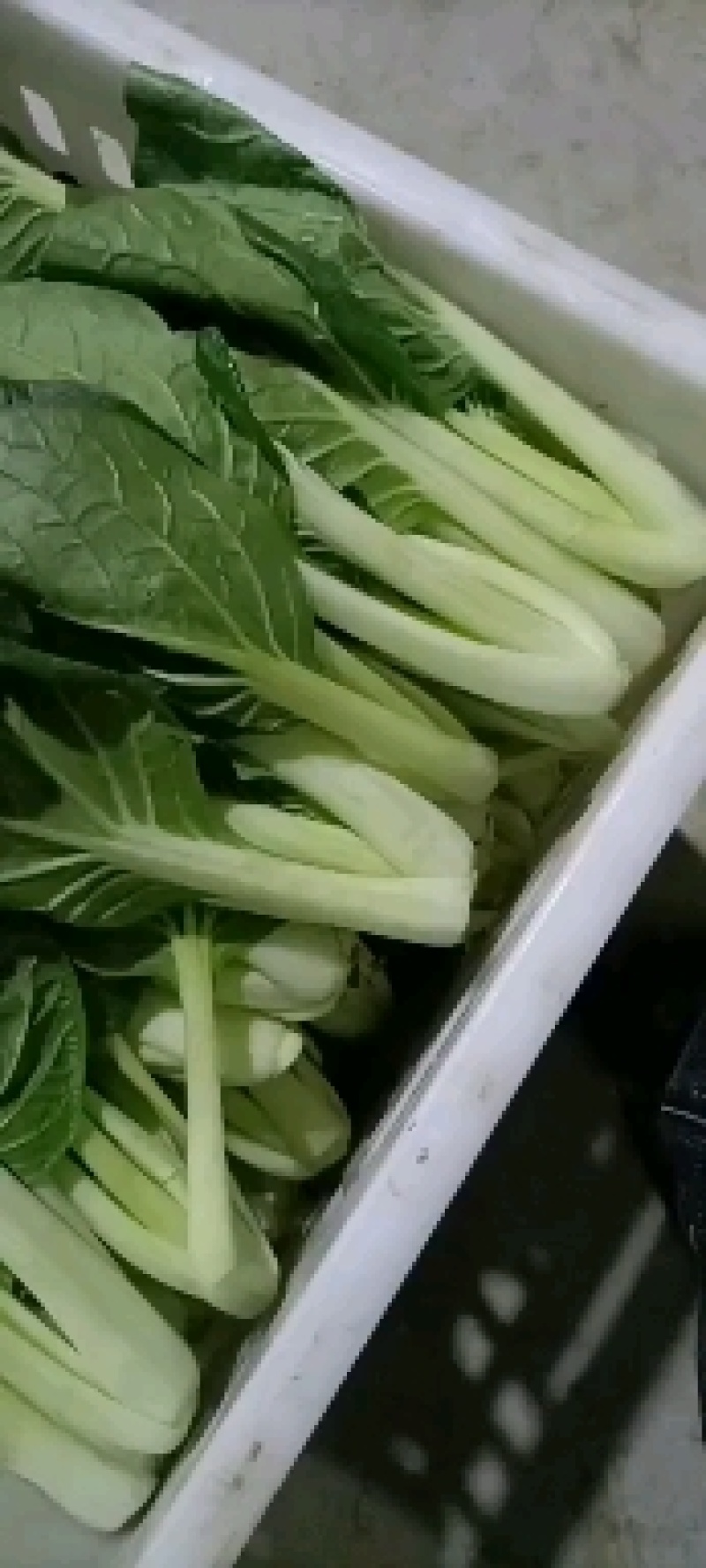精品黑叶白上海青小油菜快菜小青菜基地直供