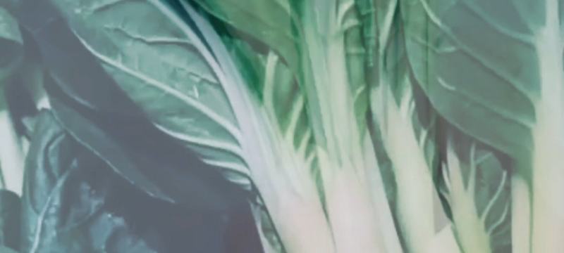 精品黑叶白上海青小油菜快菜小青菜基地直供