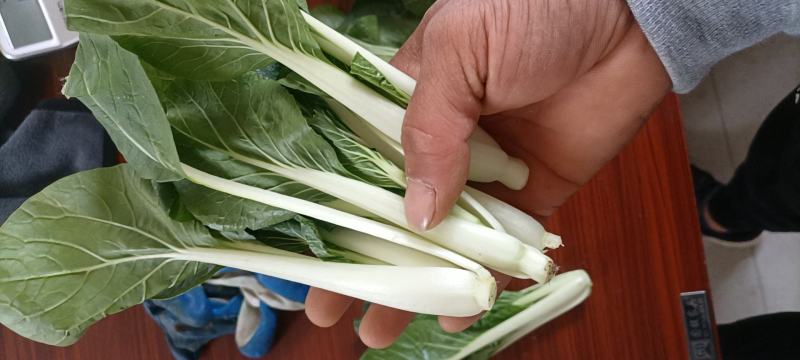精品黑叶白上海青小油菜快菜小青菜基地直供