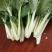 精品黑叶白上海青小油菜快菜小青菜基地直供