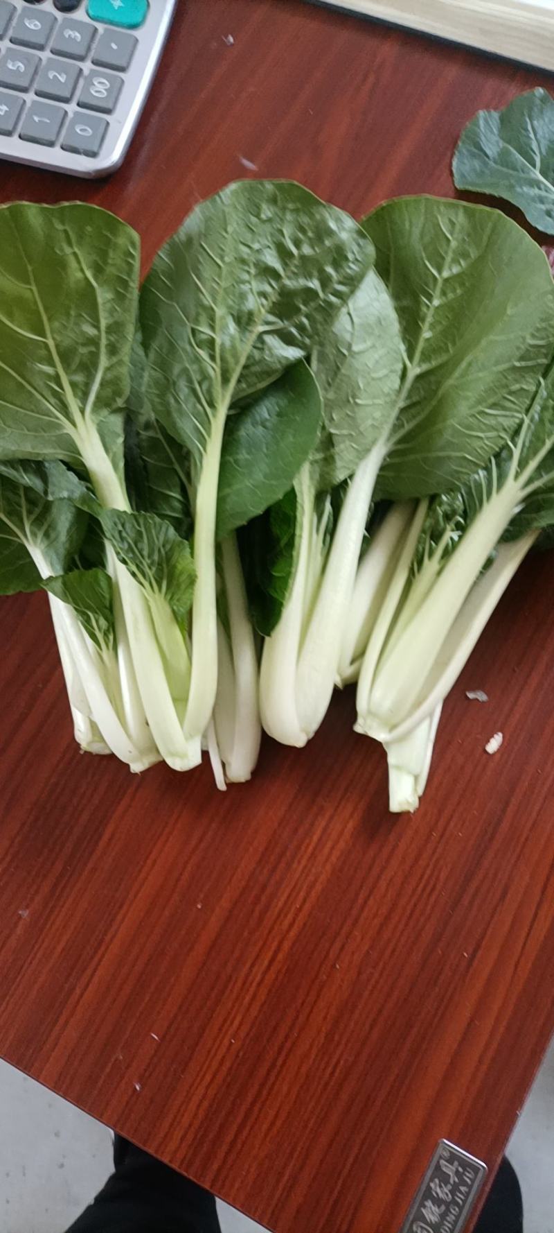 精品黑叶白上海青小油菜快菜小青菜基地直供