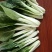 精品黑叶白上海青小油菜快菜小青菜基地直供