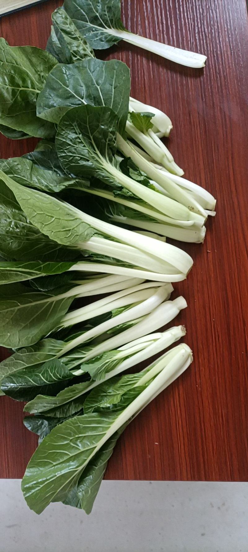 精品黑叶白上海青小油菜快菜小青菜基地直供