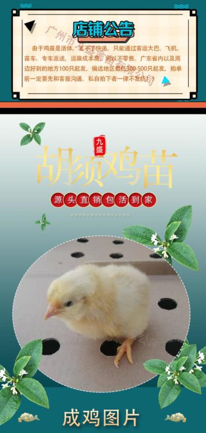 广州孵化出壳正宗胡须鸡苗胡子鸡苗土鸡苗包做疫苗全国发货