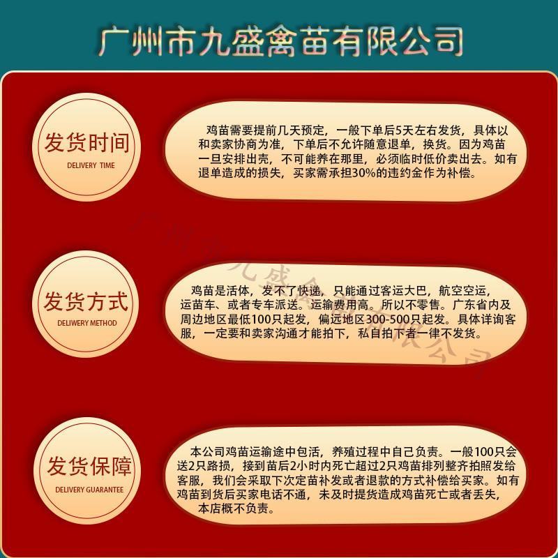 广州孵化出壳正宗胡须鸡苗胡子鸡苗土鸡苗包做疫苗全国发货