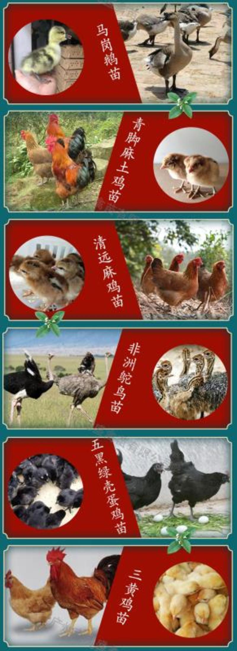 广州孵化出壳正宗胡须鸡苗胡子鸡苗土鸡苗包做疫苗全国发货