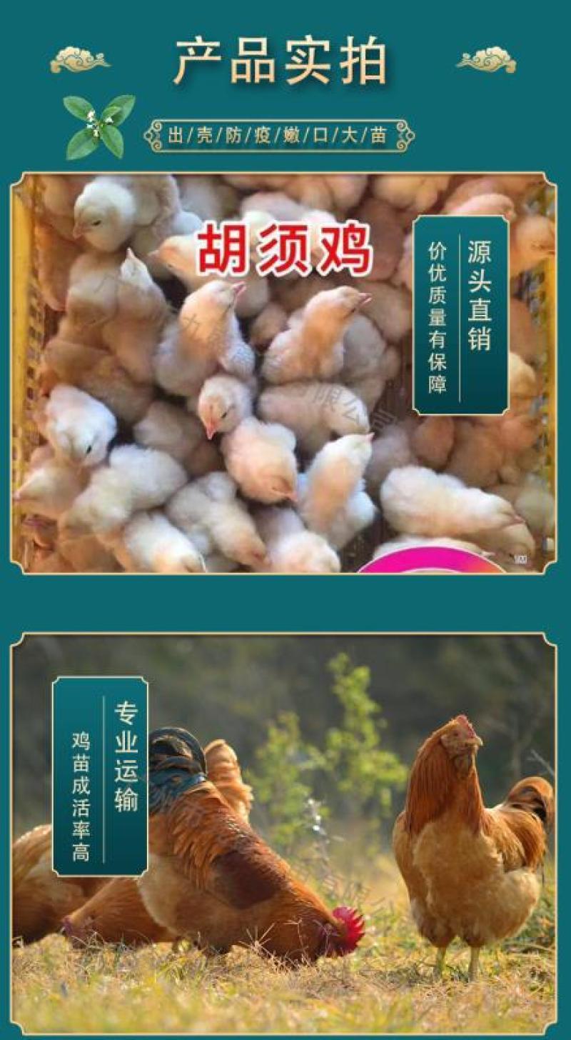 广州孵化出壳正宗胡须鸡苗胡子鸡苗土鸡苗包做疫苗全国发货