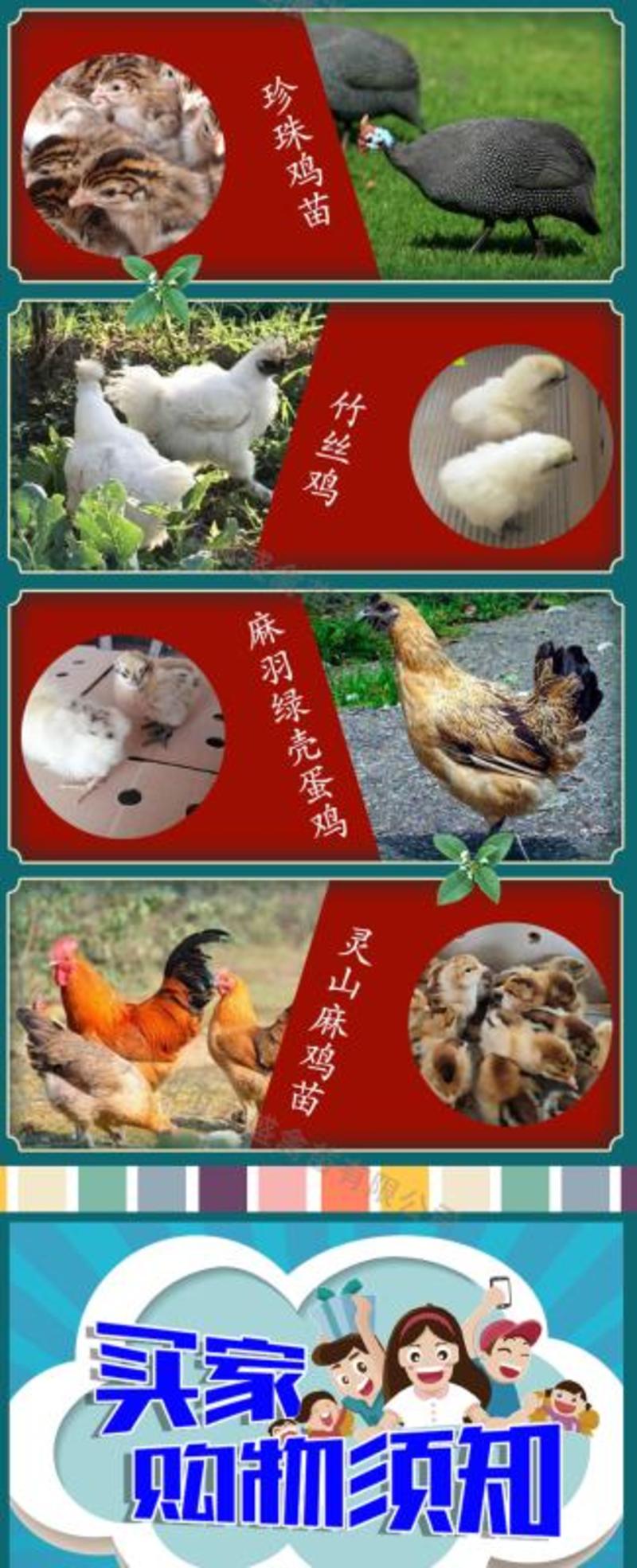 广州孵化出壳正宗胡须鸡苗胡子鸡苗土鸡苗包做疫苗全国发货