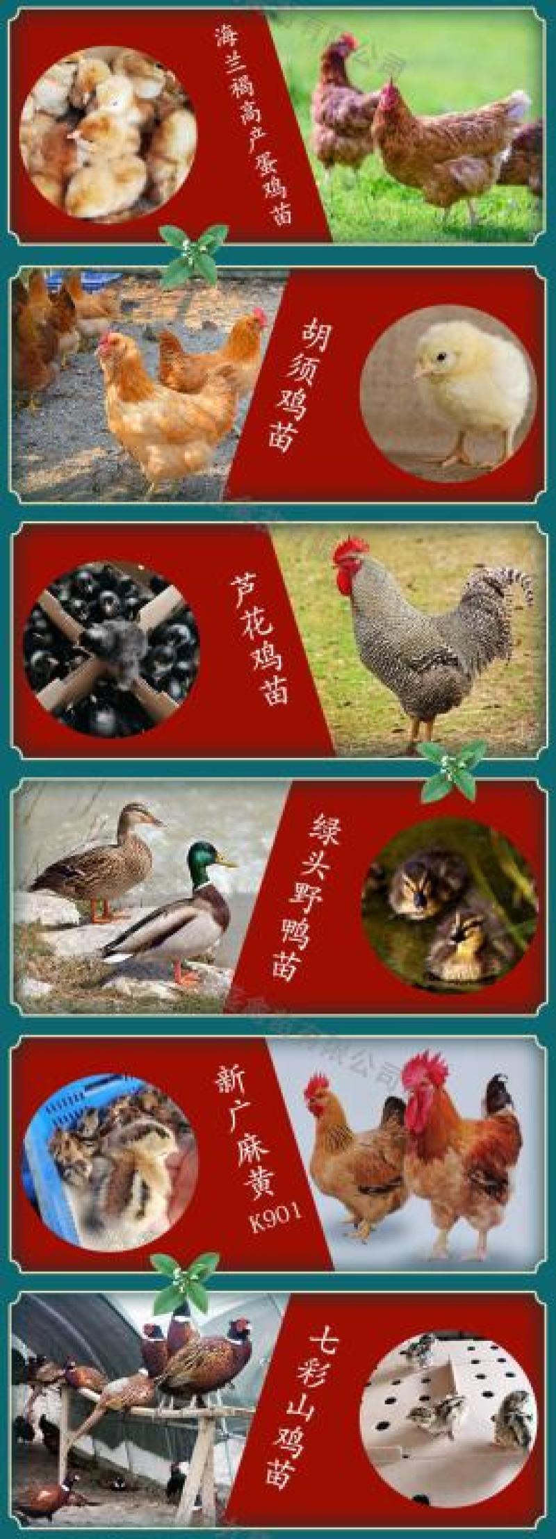 广州孵化出壳正宗胡须鸡苗胡子鸡苗土鸡苗包做疫苗全国发货