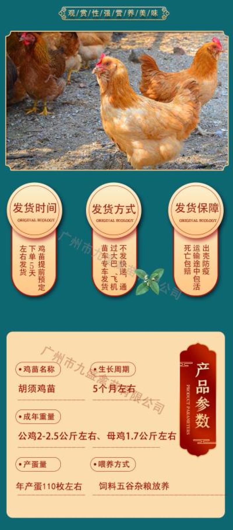 广州孵化出壳正宗胡须鸡苗胡子鸡苗土鸡苗包做疫苗全国发货