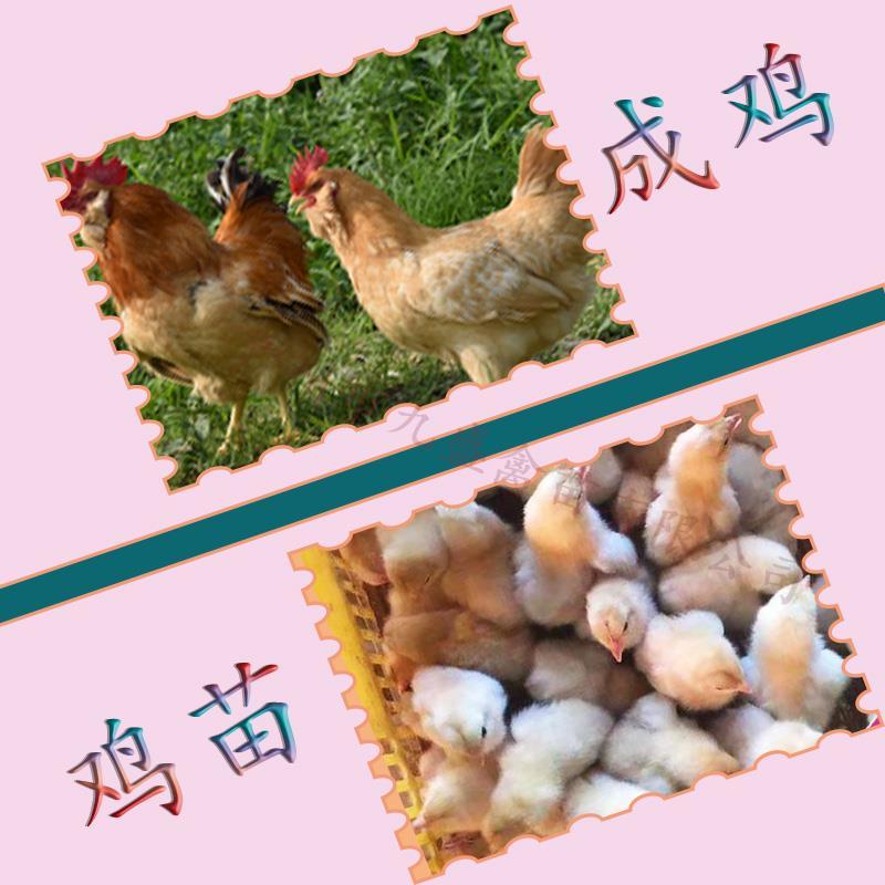 广州孵化出壳正宗胡须鸡苗胡子鸡苗土鸡苗包做疫苗全国发货