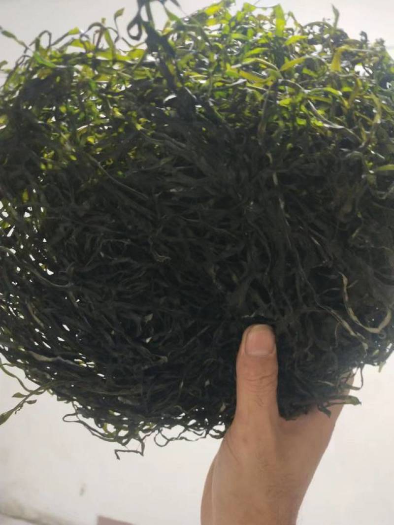 海带丝烘干海带丝压缩海带丝海带干干海带干海带丝