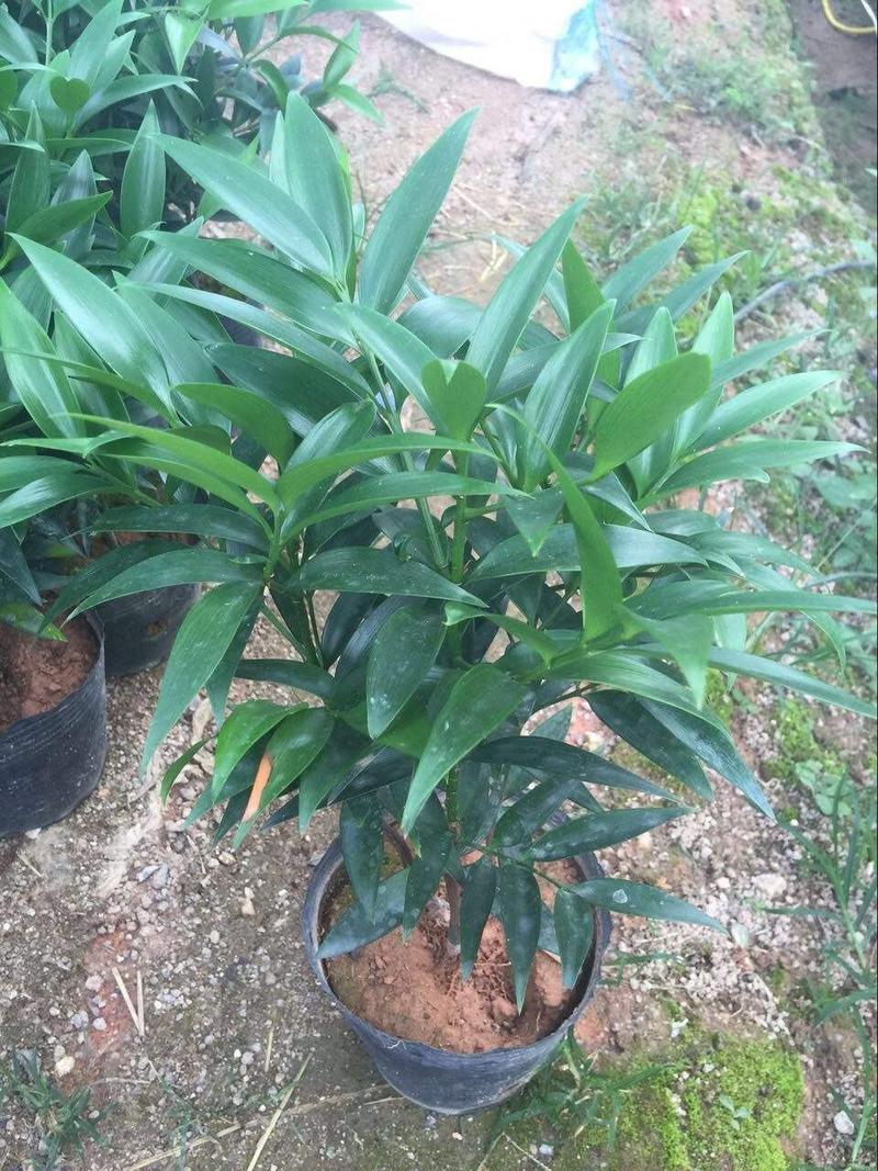 竹柏盆栽驱蚊四季常青室内绿植净化空气好养长寿竹