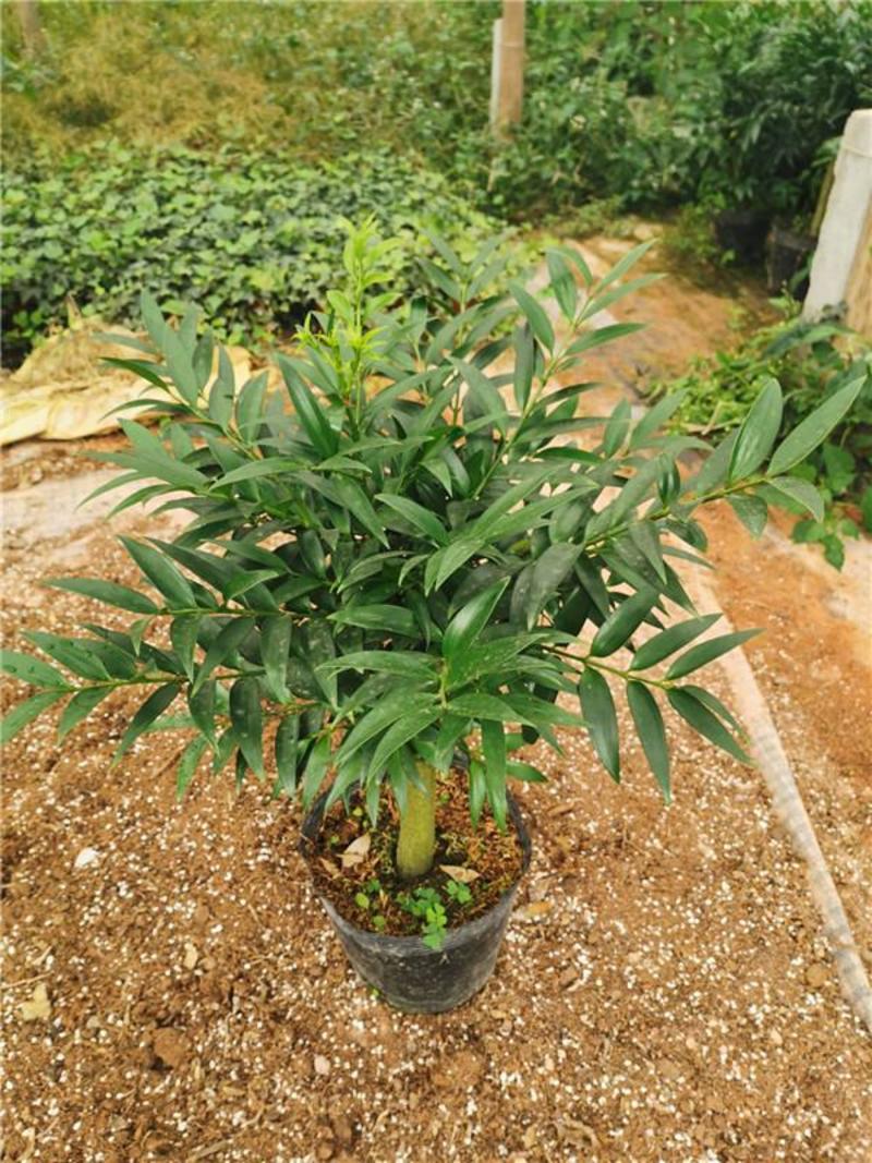竹柏盆栽驱蚊四季常青室内绿植净化空气好养长寿竹