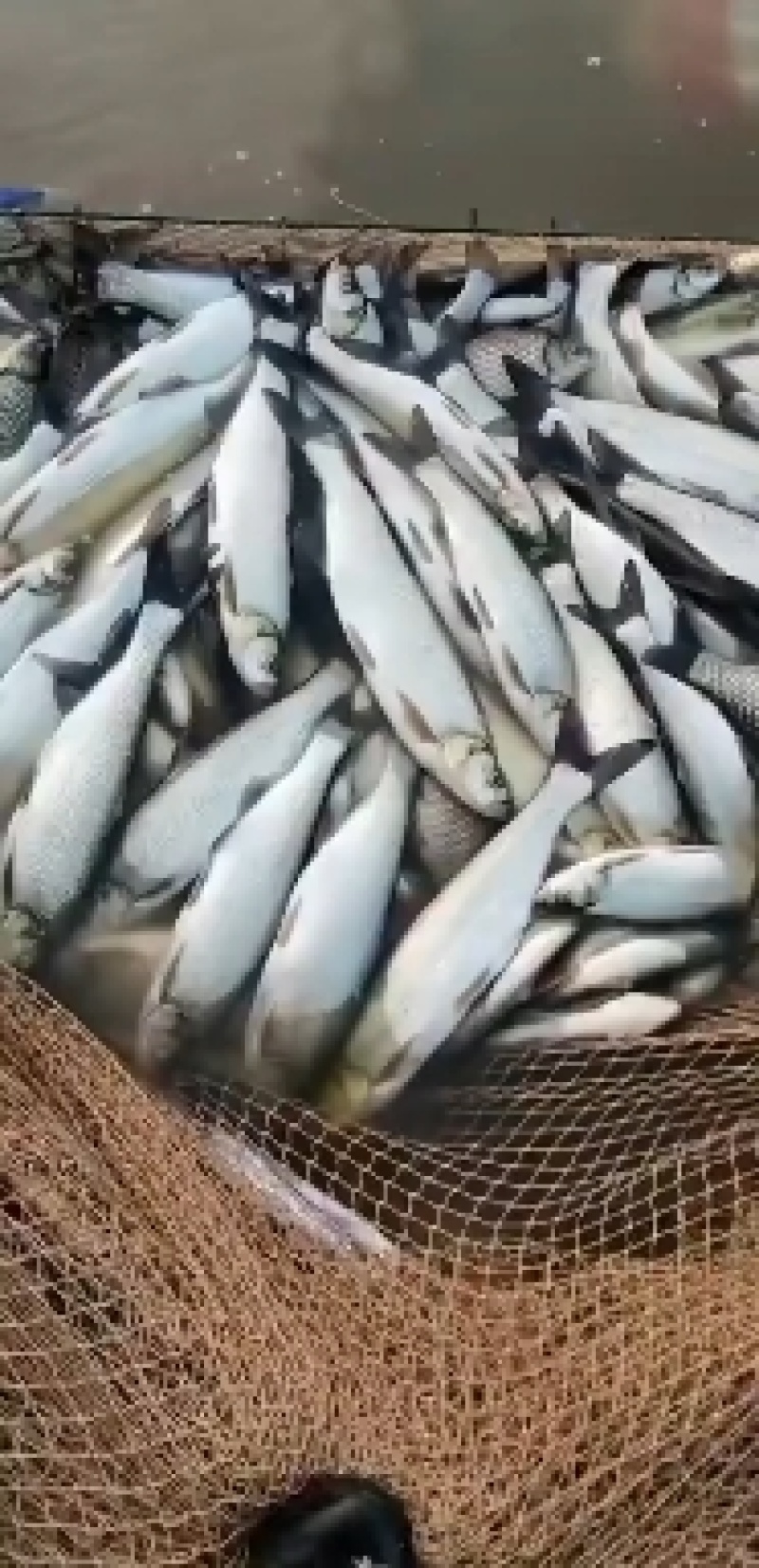 精品网相翘嘴，专业配送，质量保证，适合垂钓
