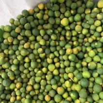 枳实中药材小果大量有货