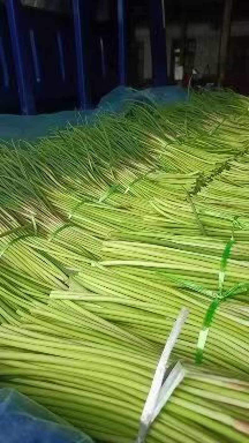 山东红帽蒜苔，平邑红帽蒜苔，产地直供！质量包证