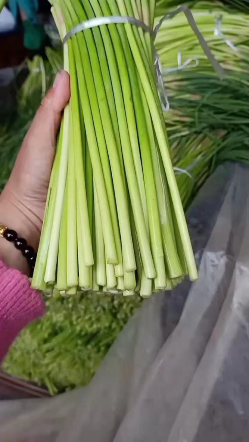 山东红帽蒜苔，平邑红帽蒜苔，产地直供！质量包证